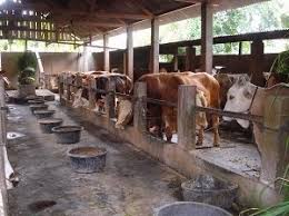 Penampakan dan postur sapi limosin memang berbeda dibanding sapi lokal asli indonesia lainnya. Pertimbangkan Hal Berikut Sebelum Memulai Bisnis Ternak Sapi