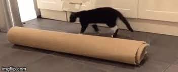 cat carpet flip