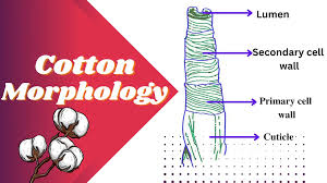 cotton morphology and chemical