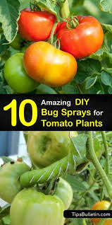 10 Amazing Diy Bug Sprays For Tomato Plants