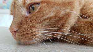 are dark spot on a cat s nose freckles