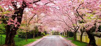 cherry blossom!! Images?q=tbn:ANd9GcQkN0nB3KojJBLj_WcnmfBqSKy2izmiBCSGQ8r5Zhpc8o7ftCLw