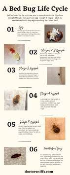 What Is The Bed Bug Life Cycle And How