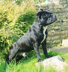 The color of the coat may be blue, brindle, black. Beautiful Black Brindle Staffy For Stud Neath Neath Port Talbot Pets4homes