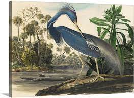 Blue Heron Wall Art Canvas Prints