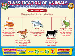 Classification Of Vertebrates Q What Are Vertebrates Give