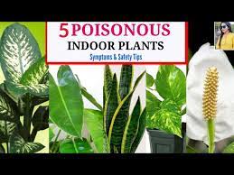 5 Poisonous Common Indoor Plants Name