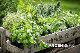 How Do I Start A Herb Garden Here S