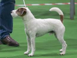Parson Russell Terrier Wikipedia