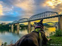 pet friendly chattanooga