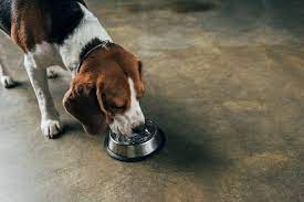 hypercalcemia in dogs 9 causes of high