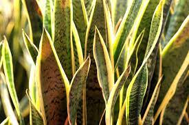 Snake Plant Poisoning In Dogs