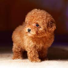1 poodle puppies in california