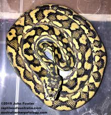 coastal carpet python