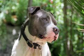 Make sure that your dog grows up in an environment that is healthy and is provided with the best possible nutrition. Pit Bull Dog Breed Information Lovetoknow