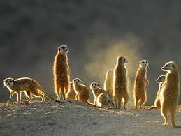 Meerkat facts and habits