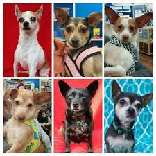 We hold adoption events every weekend around the greater charlotte area. God S Grace Canine Rescue Like This Page 9 Hrs Near Charlotte Nc Edited Chi Lovers Where Are All Our Chihuahua Lo Chihuahua Lover Rescue Dogs Canine