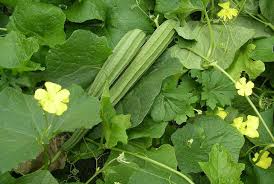 Image result for ridged gourd images