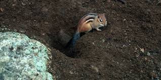 Fill Chipmunk Holes And Prevent Burrowing