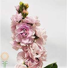 We believe in helping you find the product that is right for you. Light Pink Stock Wholesale Flowers Diy Wedding Flowers
