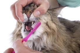 how to care for your cat s teeth