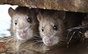 Attract Rats To Dallas Homes