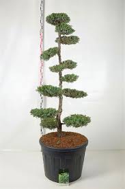 juniperus squamata blue carpet bonsai