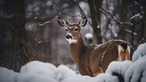 close up of a deer in the snow