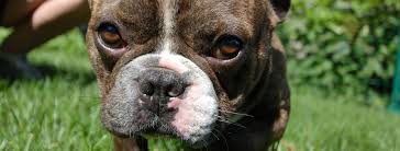 Bulldog haven nw is a english and french bulldog rescue: Chicago French Bulldog Rescue