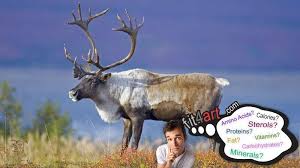 caribou meat nutritional value and