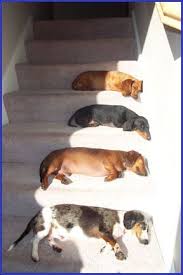 Dachshund Size Comparison Chart Related Keywords