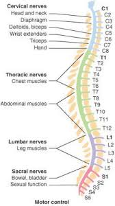 Myotomes Map Google Search Tightpsoas Spine Health