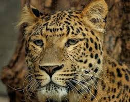 Leopard Panthera Pardus Animals A Z Animals