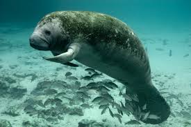 Thinking and searching for unique and meaningful names can be an ordeal for many but we are here to help you out with an extensive. 8 Things You Didn T Know About Manatees Pbs Newshour