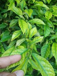 Image result for tanaman teh tehan mati karena dililit tanaman