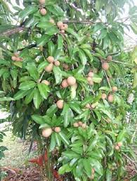 12 Fruit Trees For Home Garden India