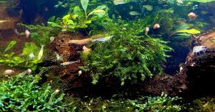 java moss key characteristics