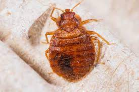 carpet beetle vs bed bug how to tell