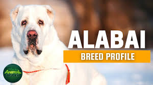 Mountain legend alabai kennel in colorado. Alabai Dogs 101 Central Asian Shepherd Dog A Fearless Independent Guardian Dog Youtube