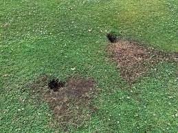 rat holes in yard rapid rodent removal
