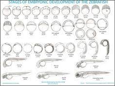 Embryonic Development Drawing Zebrafish Embryonic