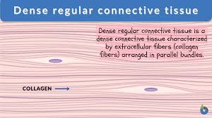 dense regular connective tissue