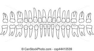 Tooth Chart Teeth