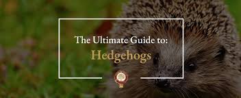 the ultimate guide to hedgehogs