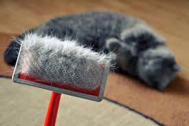 The best cat brushes for cats. The 5 Best Cat Brushes Combs For All Types Of Cat Hair Tuxedo Cat