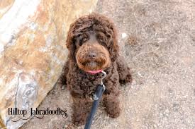 trained australian labradoodles for