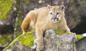 How does a cougar cross a Washington freeway? The species' future ...