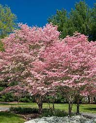 10 Best Trees For Small Gardens Best