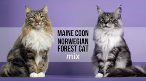 maine norwegian forest cat mix