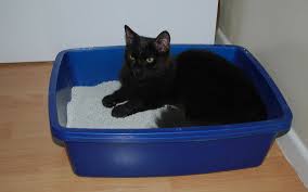 There's no way to avoid it. Is It Normal For Cats To Sleep In Their Litter Boxes